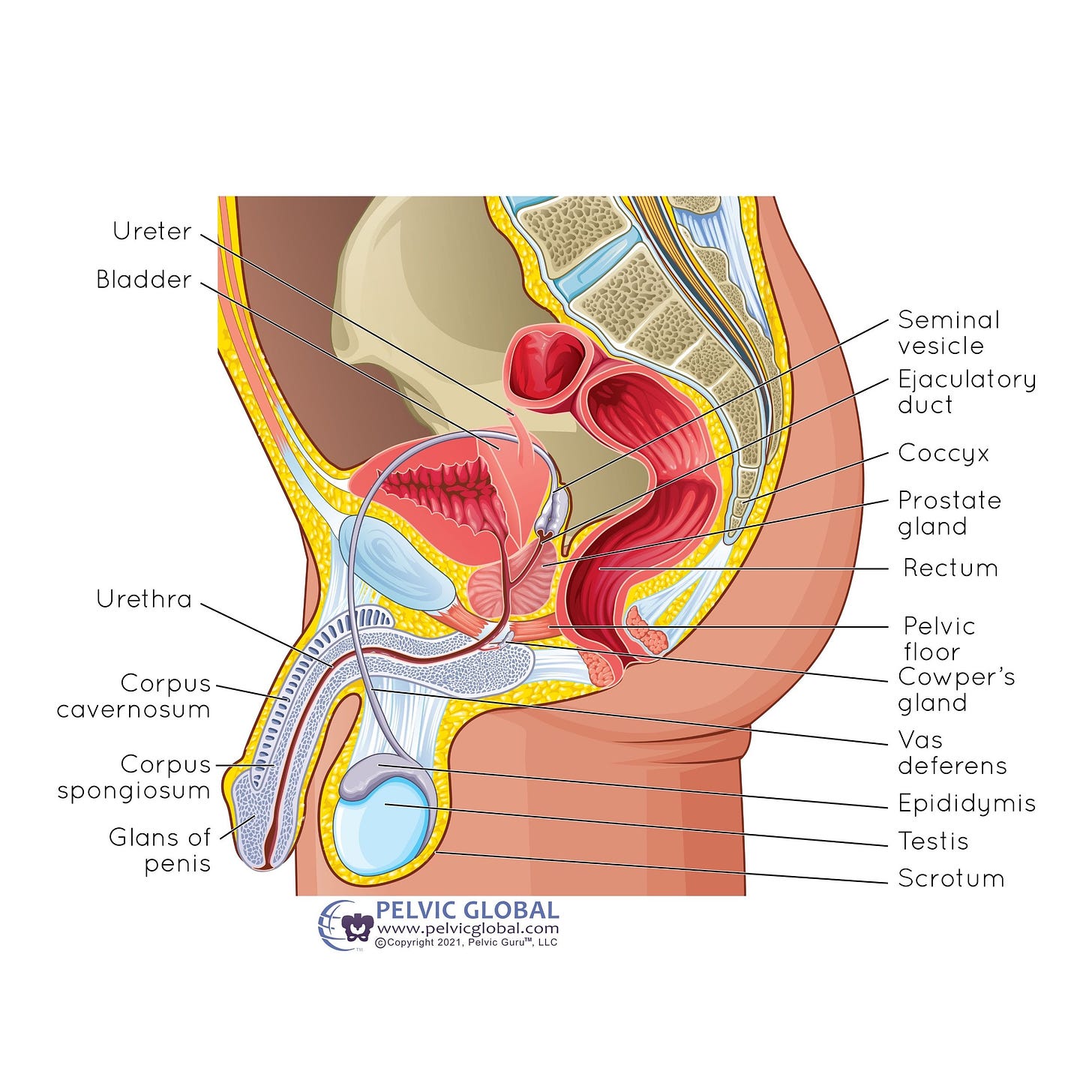 Side View of the Male Pelvic Floor