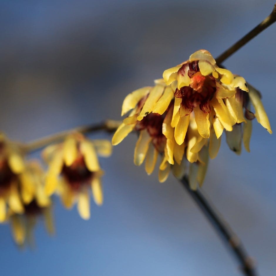 <i>Chimonanthus praecox</i> 