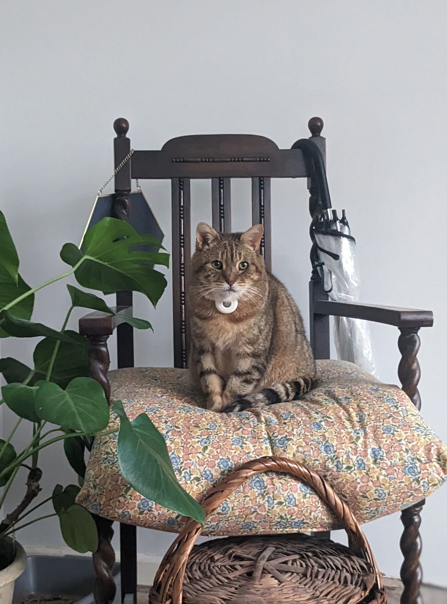 cat sat on throne style chair, with a monstera plant beside them 
