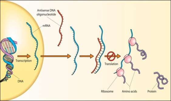 Antisense Technology and Its Applications