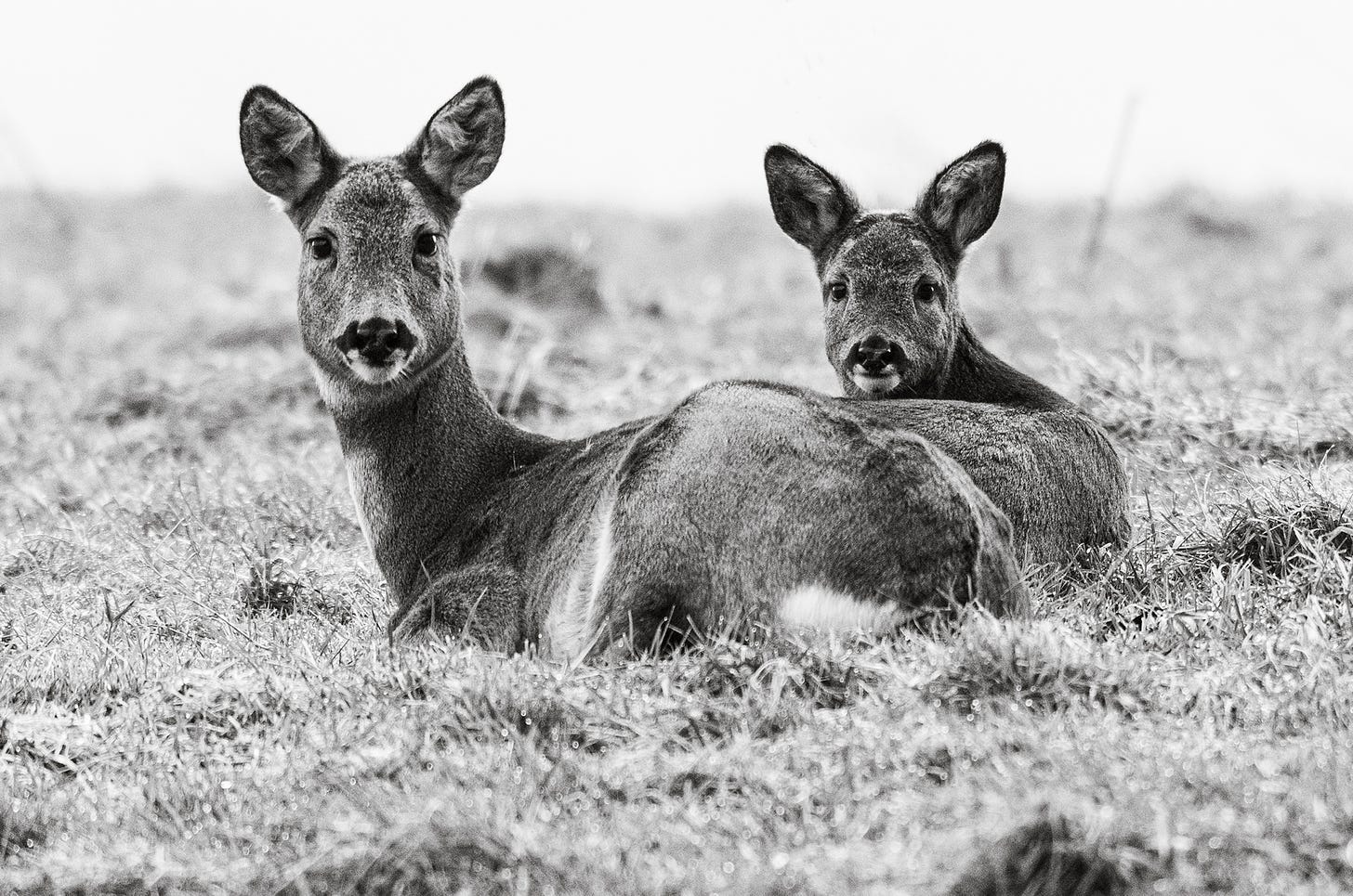 Black and white photo of a roe deer doe and baby