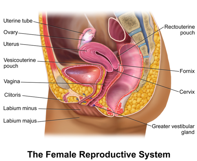 The Female Reproductive System | Boundless Anatomy and Physiology | Study  Guides