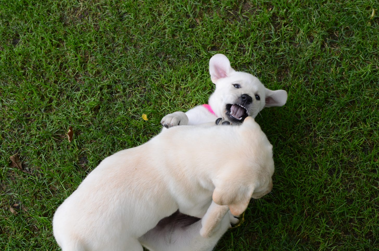 A yellow Labrador retriever puppy stands over another yellow Labrador retriever puppy. They're wrestling in the grass. 