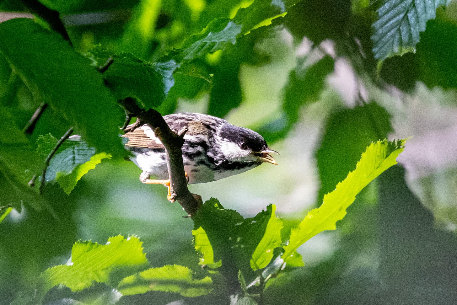 A blackpoll warbler in a horizontal posture, bill open in song