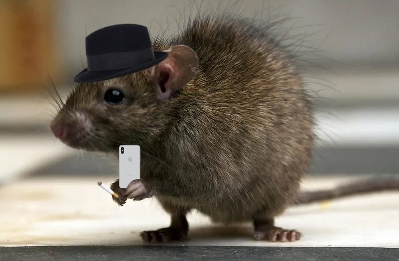 Little rat in a fedora with a cigarette holding an iPhone