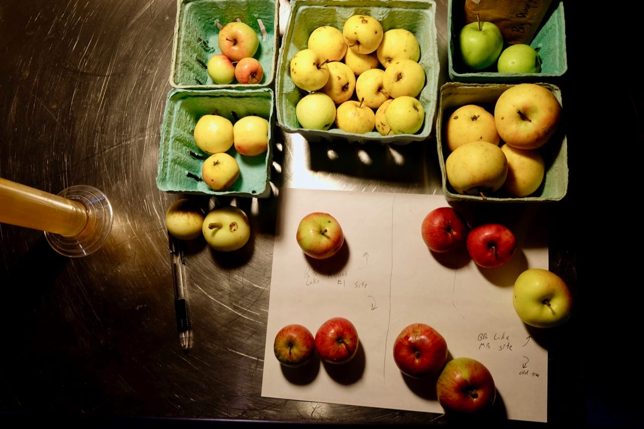 Wild seedling apples at Teddy Weber's Tin Hat cidery