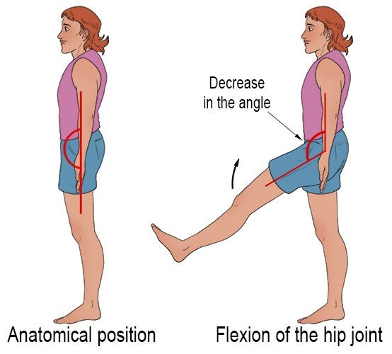 Hip Flexion - Mammoth Memory definition - remember meaning