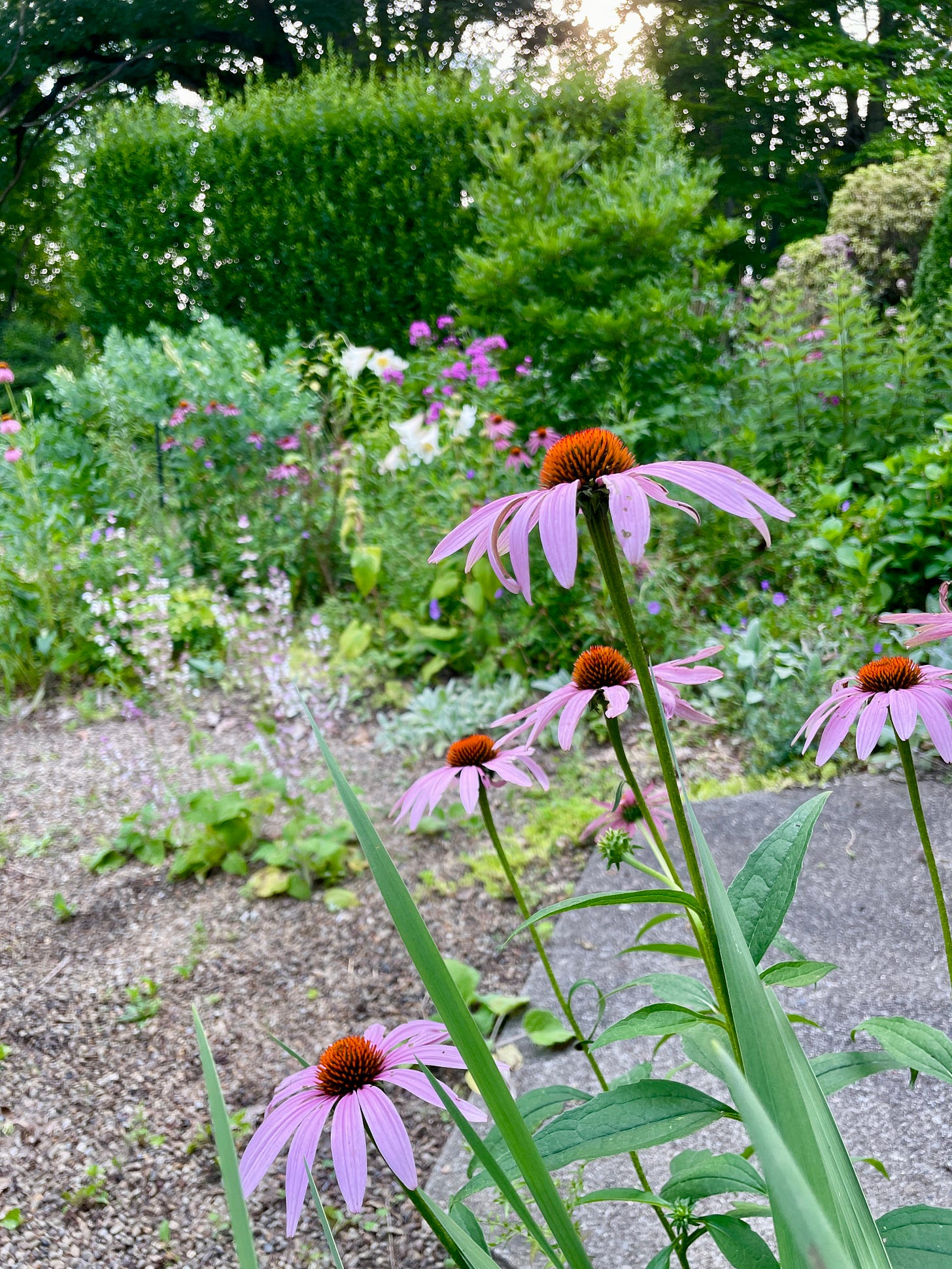 Purple Coneflower, Clary Sage, Phlox and Regal lilies in the Cottage Garden at Havenwood for July. 