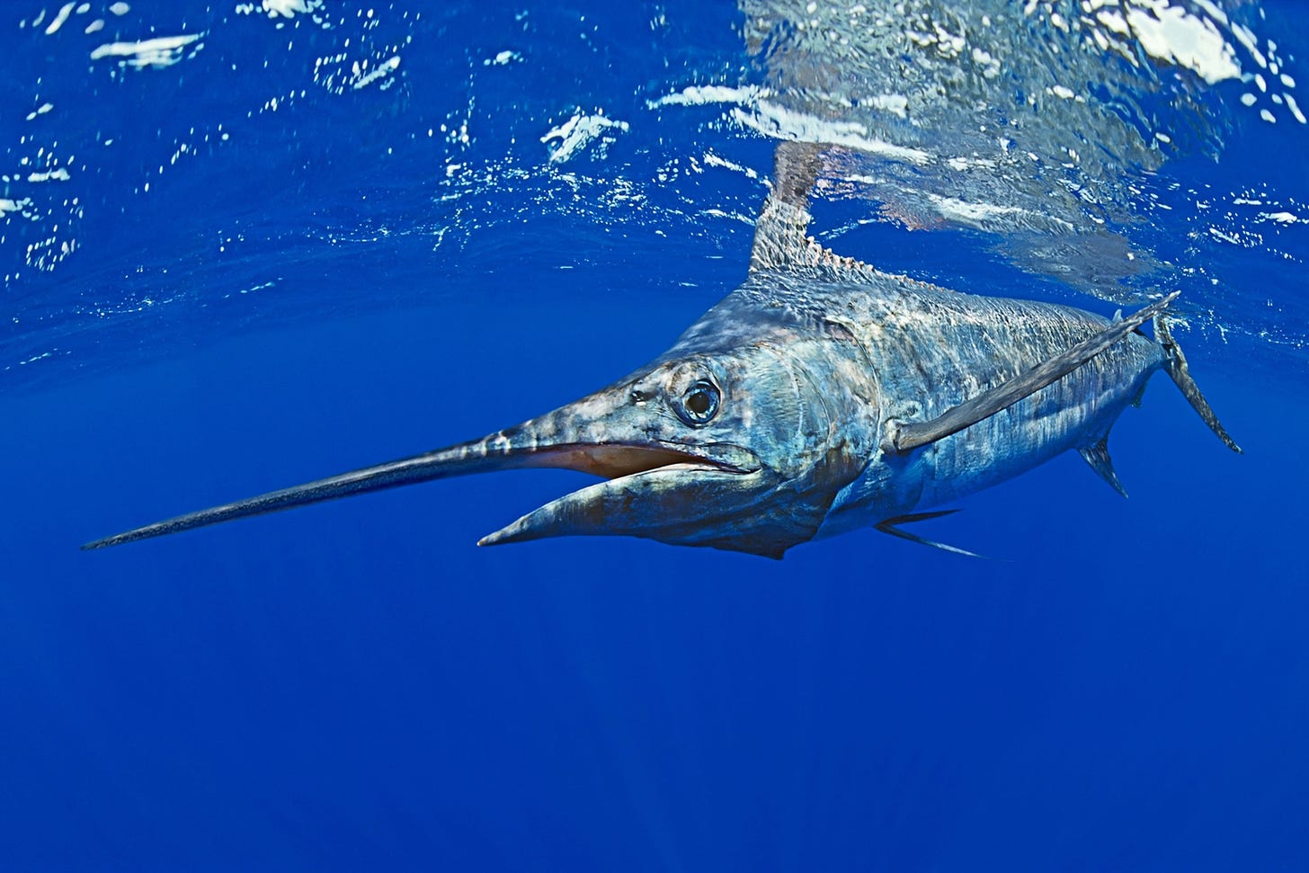 Blue Marlin | National Geographic