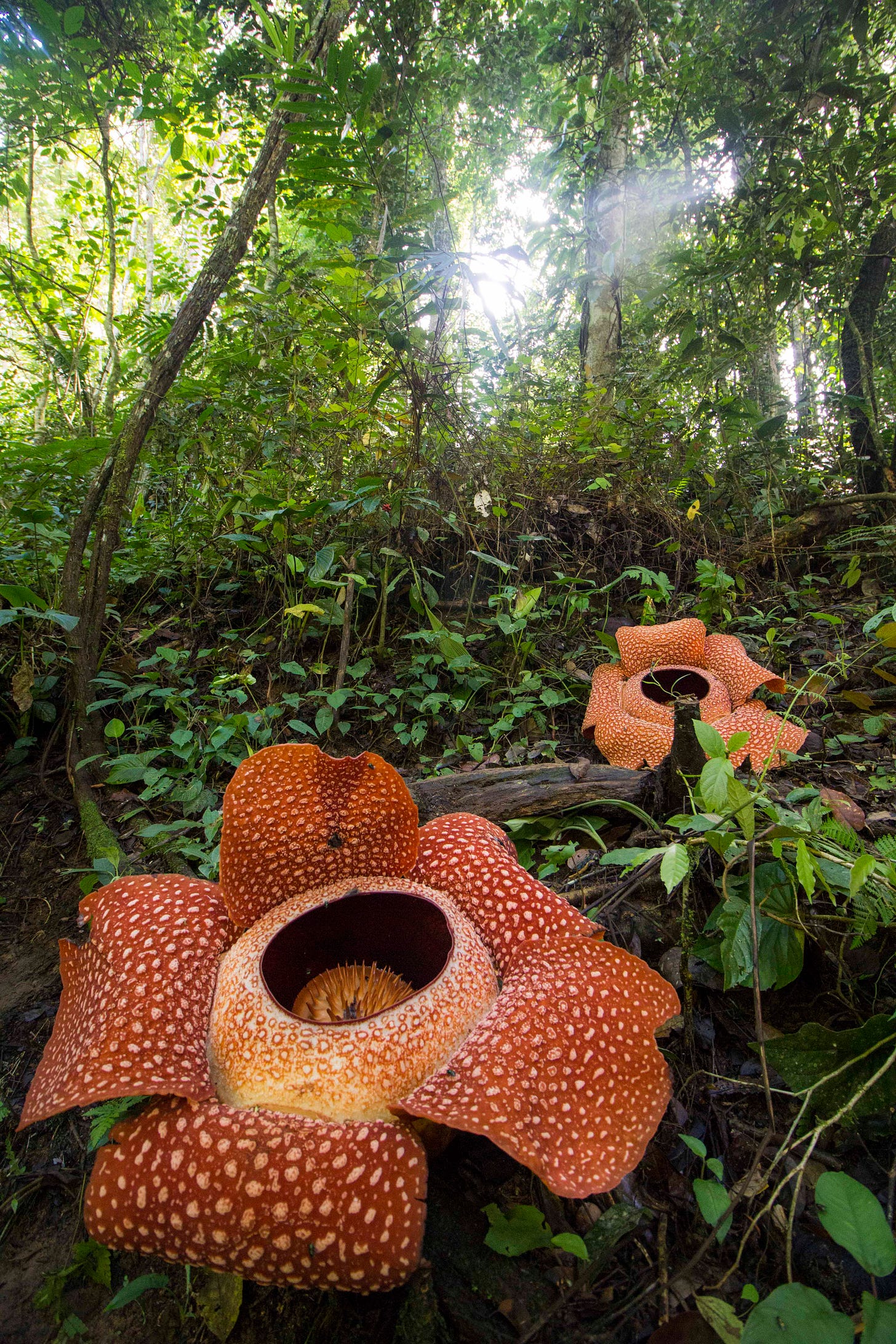 Rafflesia - Wikipedia