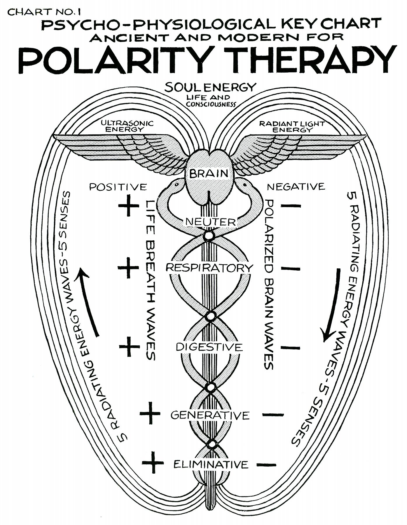 Human Body Polarity Chart