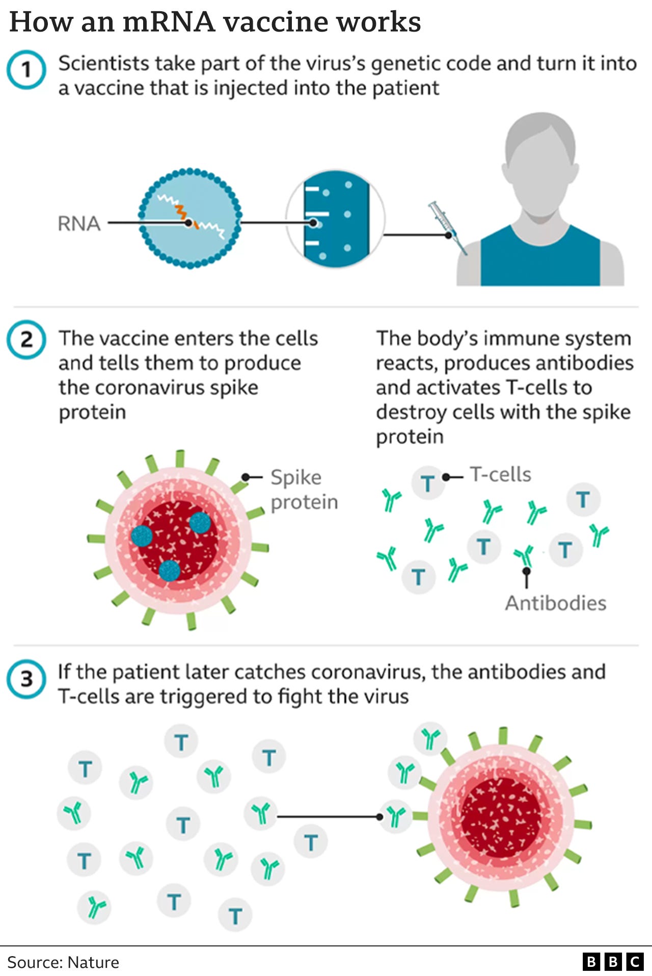 How an mRNA vaccine works