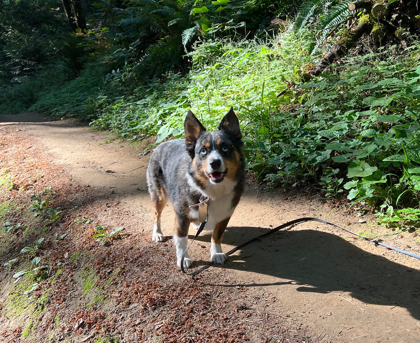 Bramble an aussie corgi with bright blue eyes and a smiley expression looking at the camera from a forest trail.