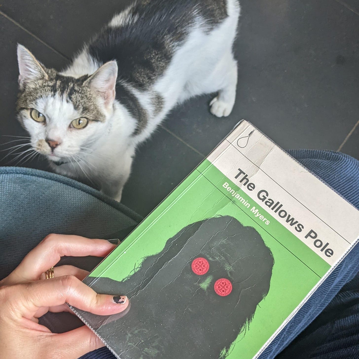 A white and tabby cat looks to camera. In the foreground is a copy of The Gallows Pole by Benjamin Myers looking all creepy.