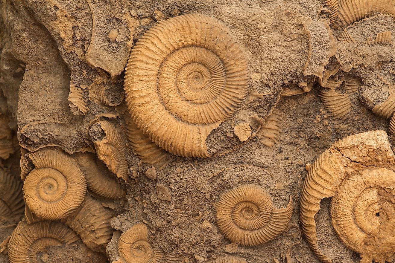 Where Are The Most Fossils Discovered? - WorldAtlas