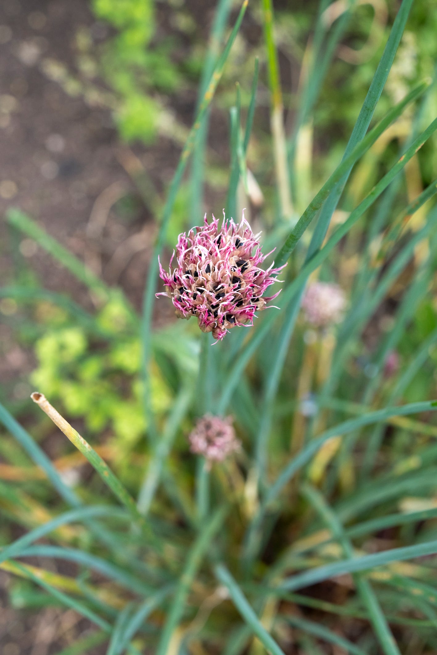 Cassis Ice chives going to seed