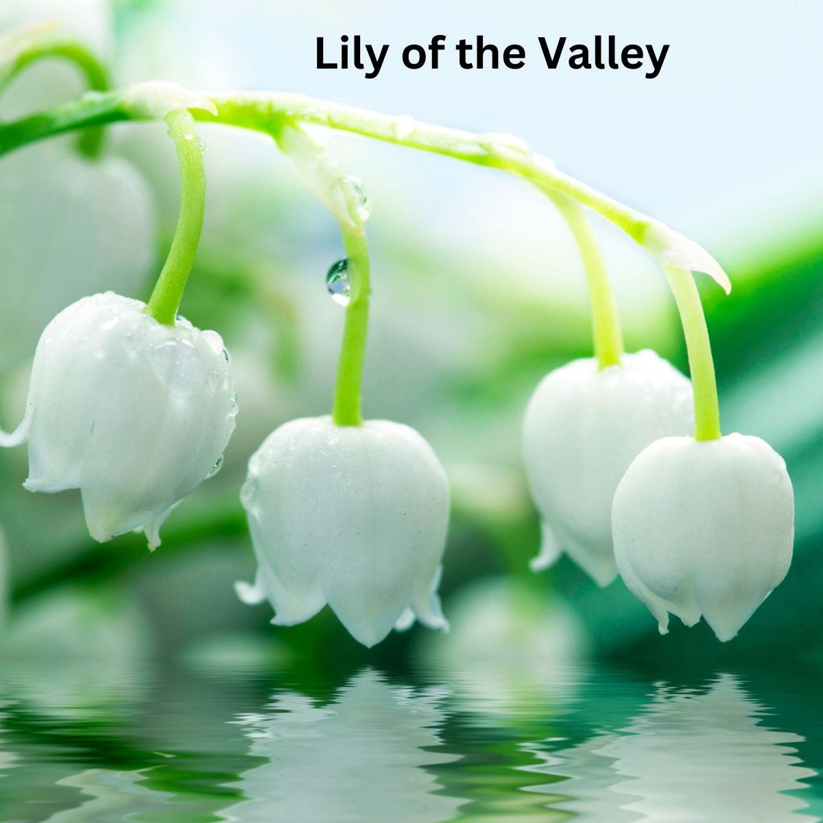 Lily of the Valley