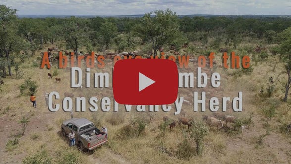 Dimbangombe conservancy Herd from above Dimbangombe conservancy Herd from above