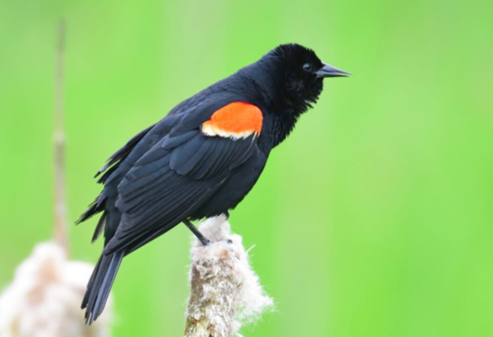 black bird with a red slash on its wing on a furry branch in front of a green background 