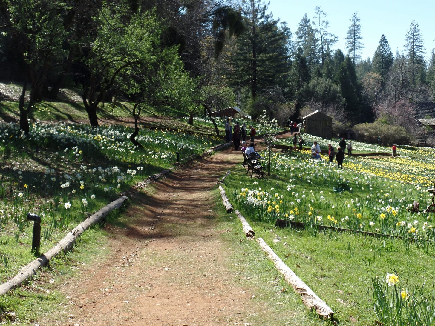Daffodils on display at the historic monument Daffodil Hill. Daffodil Hill is situated in the Califonia Gold Rush town of Lockwood Daffodils on display at the historic monument Daffodil Hill. Daffodil Hill is situated in the Califonia Gold Rush town of Lockwood