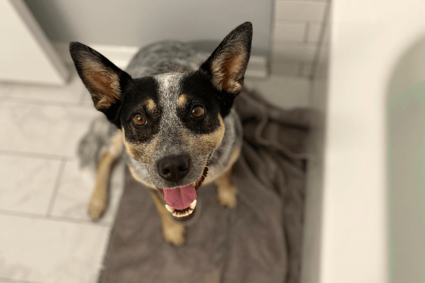 Scout the blue heeler sits on a towel atop white tile floor in a bathroom, next to the tub