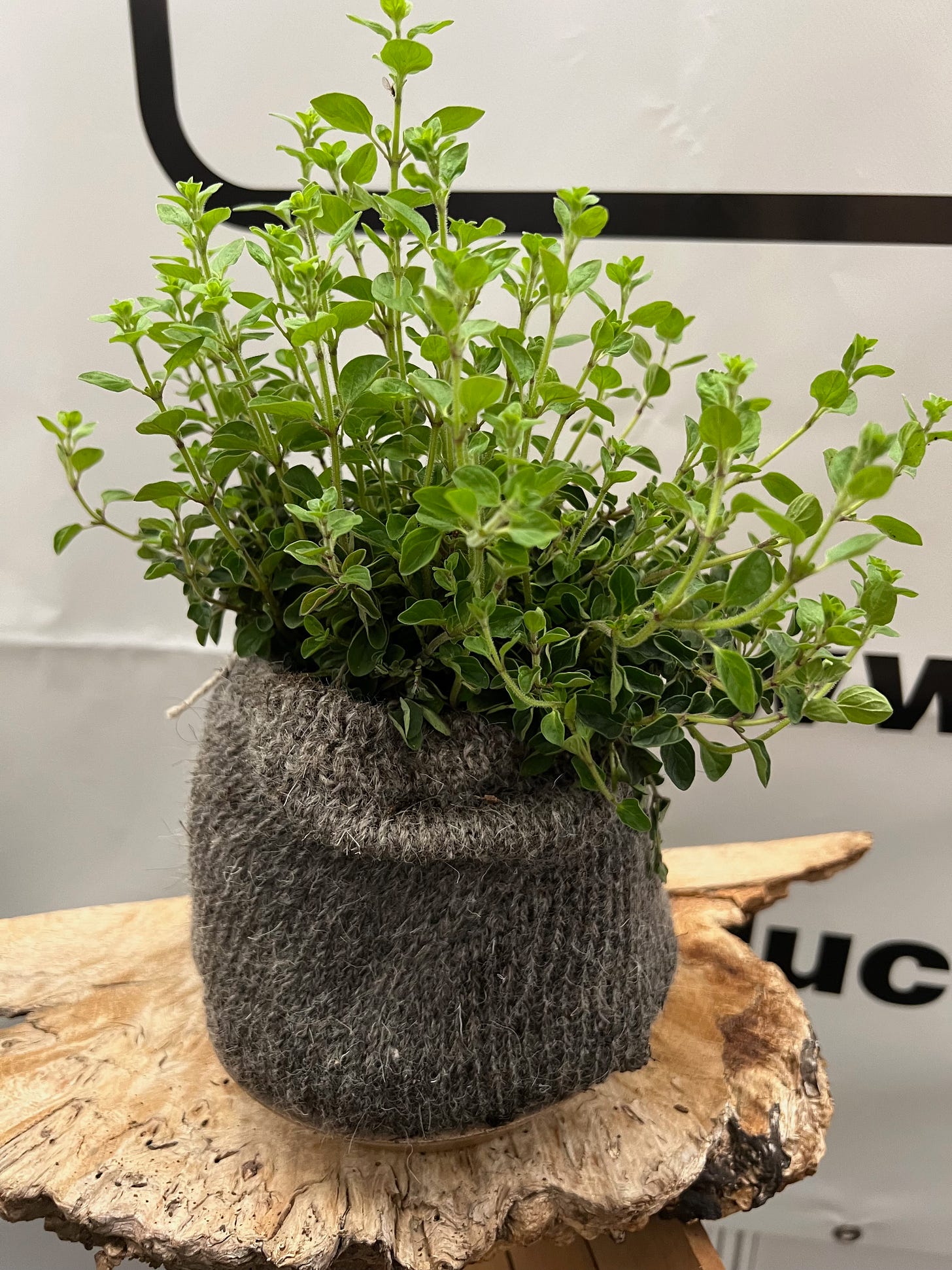 A wool pot filled with a healthy looking plant