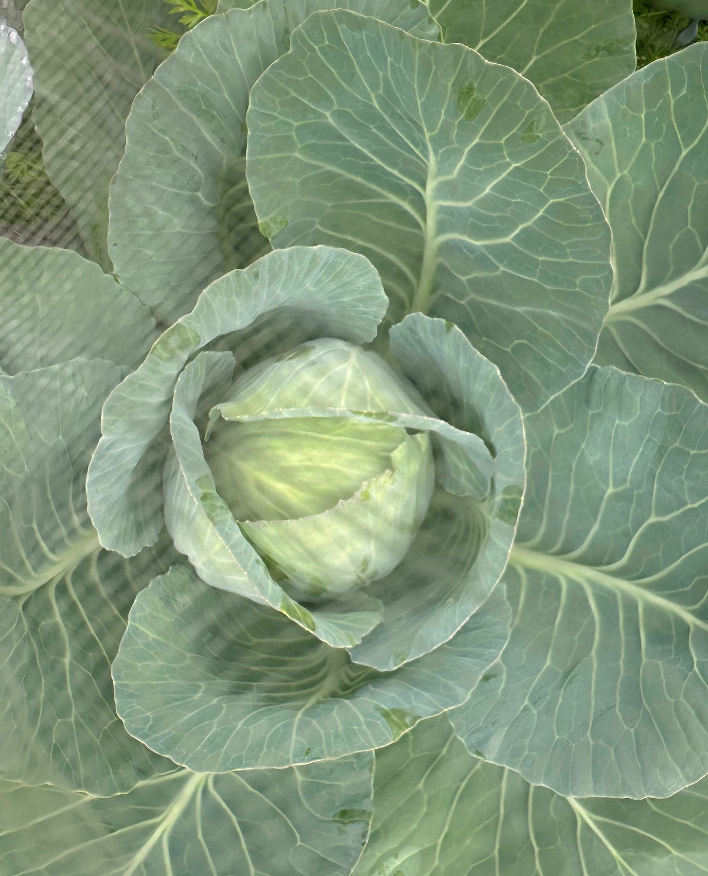 cabbage under insect netting cabbage under insect netting