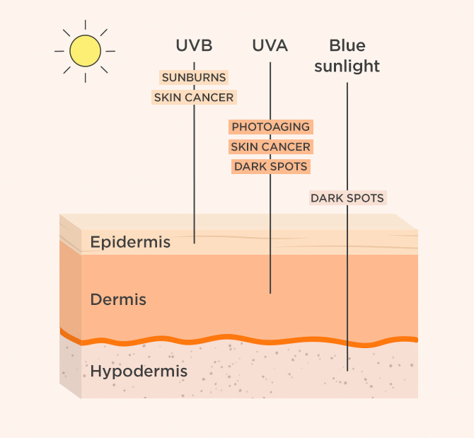 Under Your Skin: Layers and Functions of Skin | ISDIN