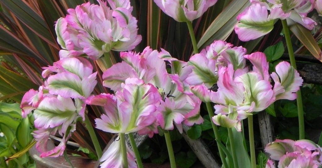 Planting Tulips for impact: long lasting varieties and colour blends –  Learning with Experts