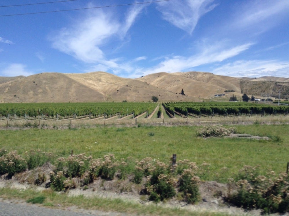 View of vineyards backed by mountains on the coastal road