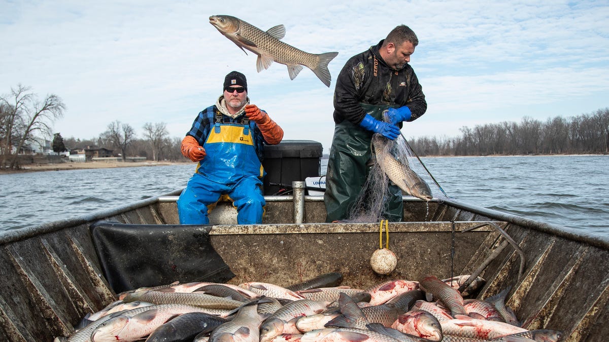 Fishing for Asian carp in the Illinois River