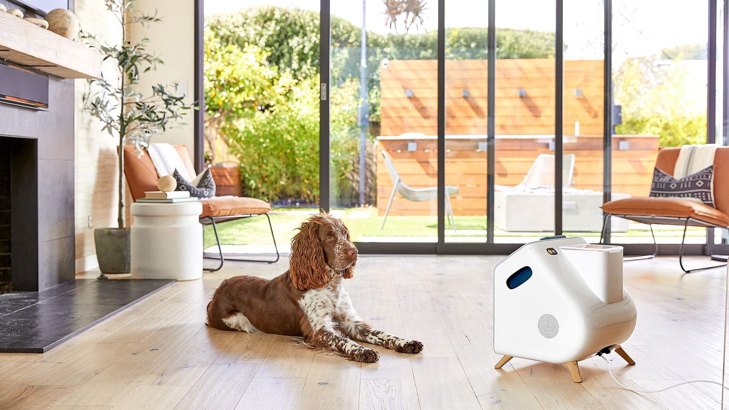 A dog in a living room looks at an entertainment device called the Companion