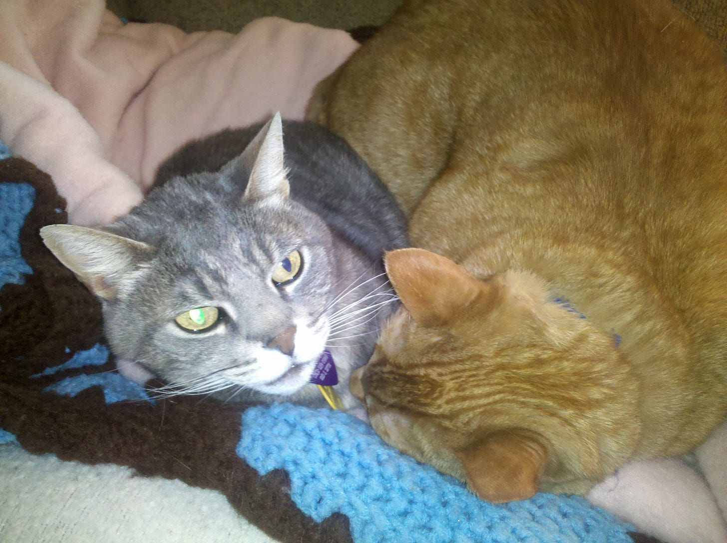 Gray tabby cat cuddled up next to massive orange fat cat Cheeto