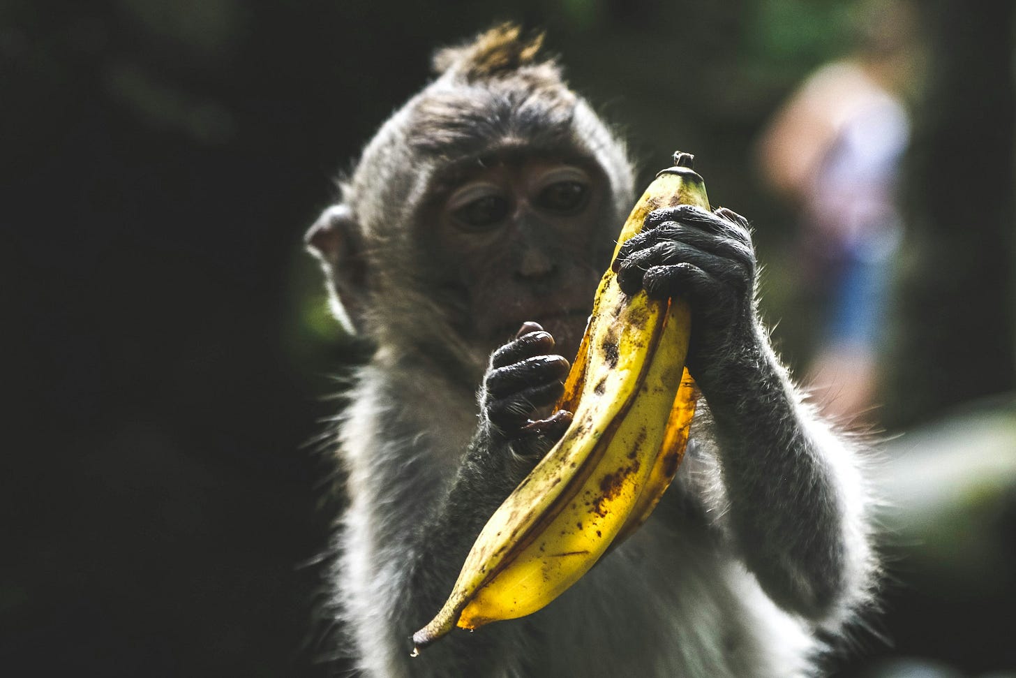 Monkey with a banana