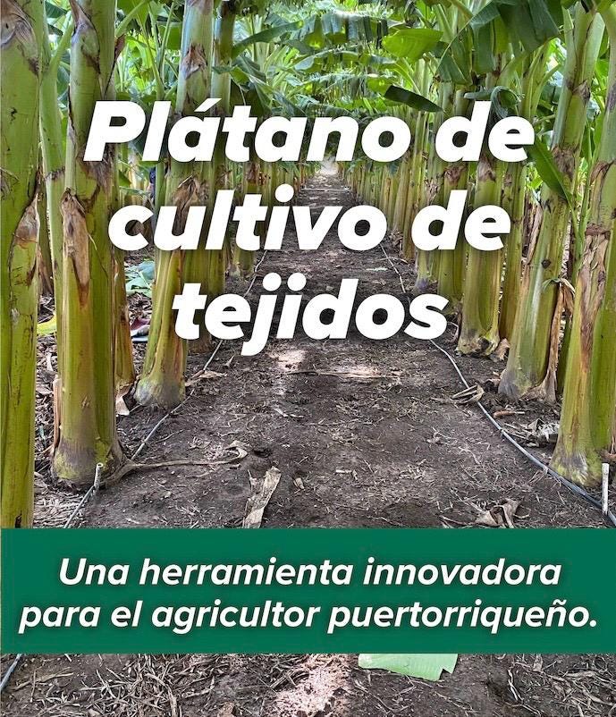 May be an image of text that says 'Platano de cultivo de tejidos รนร Una herramienta innovadora para el agricultor puertorriqueño.'