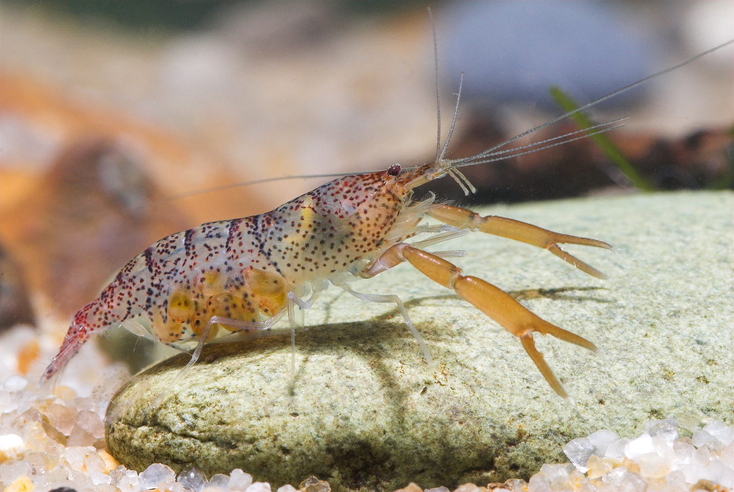 Dead Shrimp Blues: The Imperilled Status of Freshwater Shrimps | The  Freshwater Blog