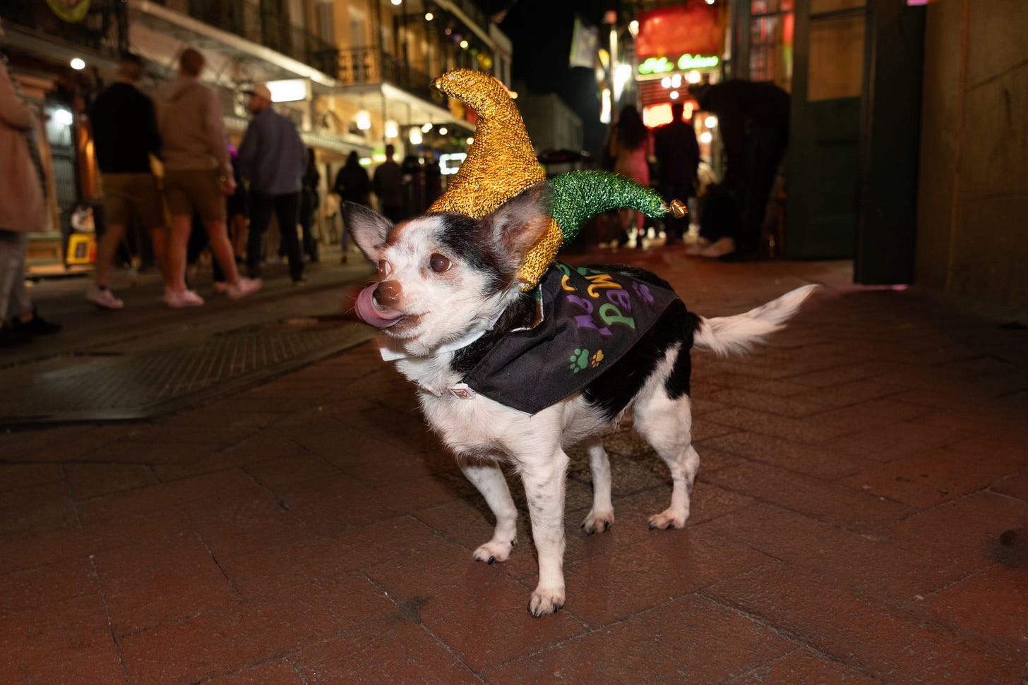 A small black and white dog wearing a glittery gold and green jester hat and a festive cape stands on a lively street at night, licking its nose.
