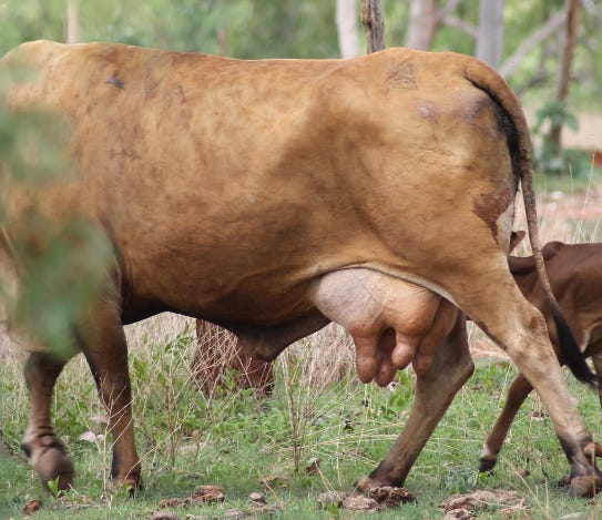 Beautiful Goat Kid View after Suckling His Mother Teats. Stock Photo - Image of goatlings, dairy ...