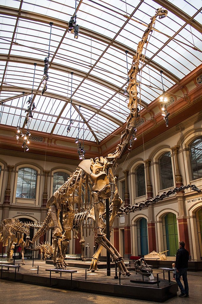 Skeleton of Giraffatitan, formerly B. brancai, Natural History Museum, Berlin