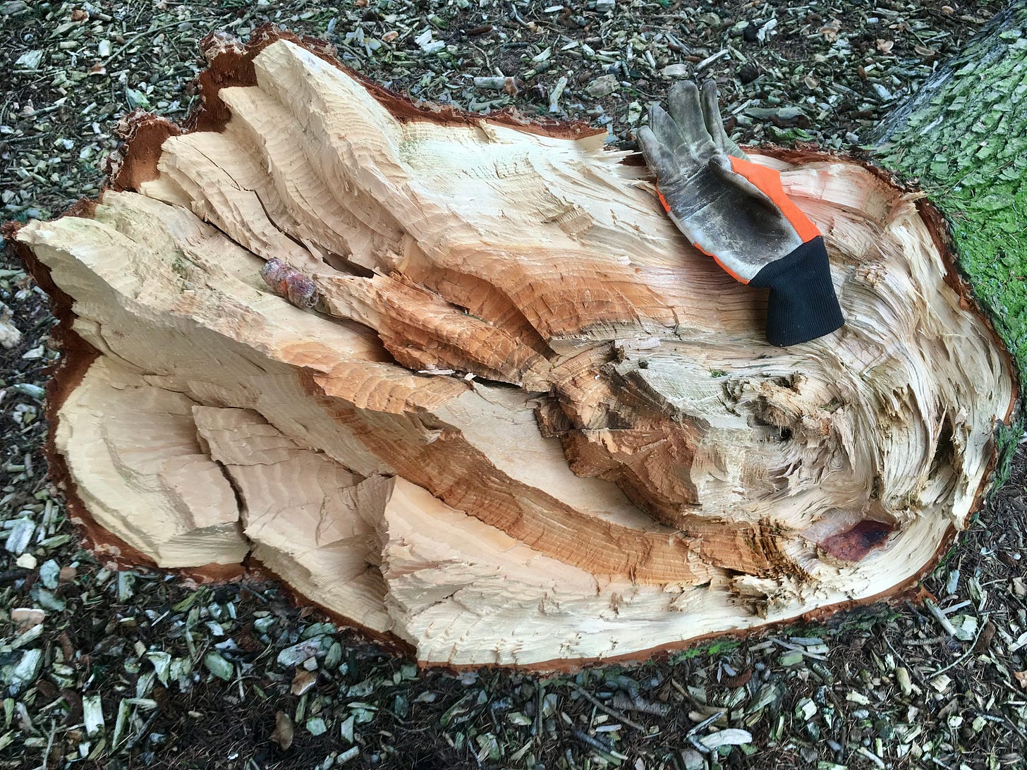 A broken end of a branch from a cedar tree broken during high winds.