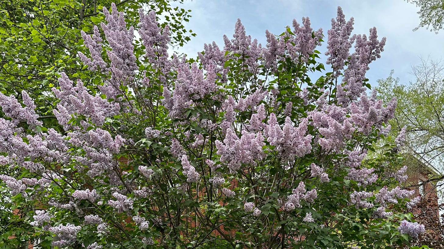 Lilacs in the Durand neighbourhood