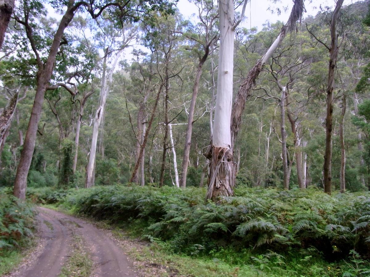 Southeast Australia temperate forests - Wikipedia