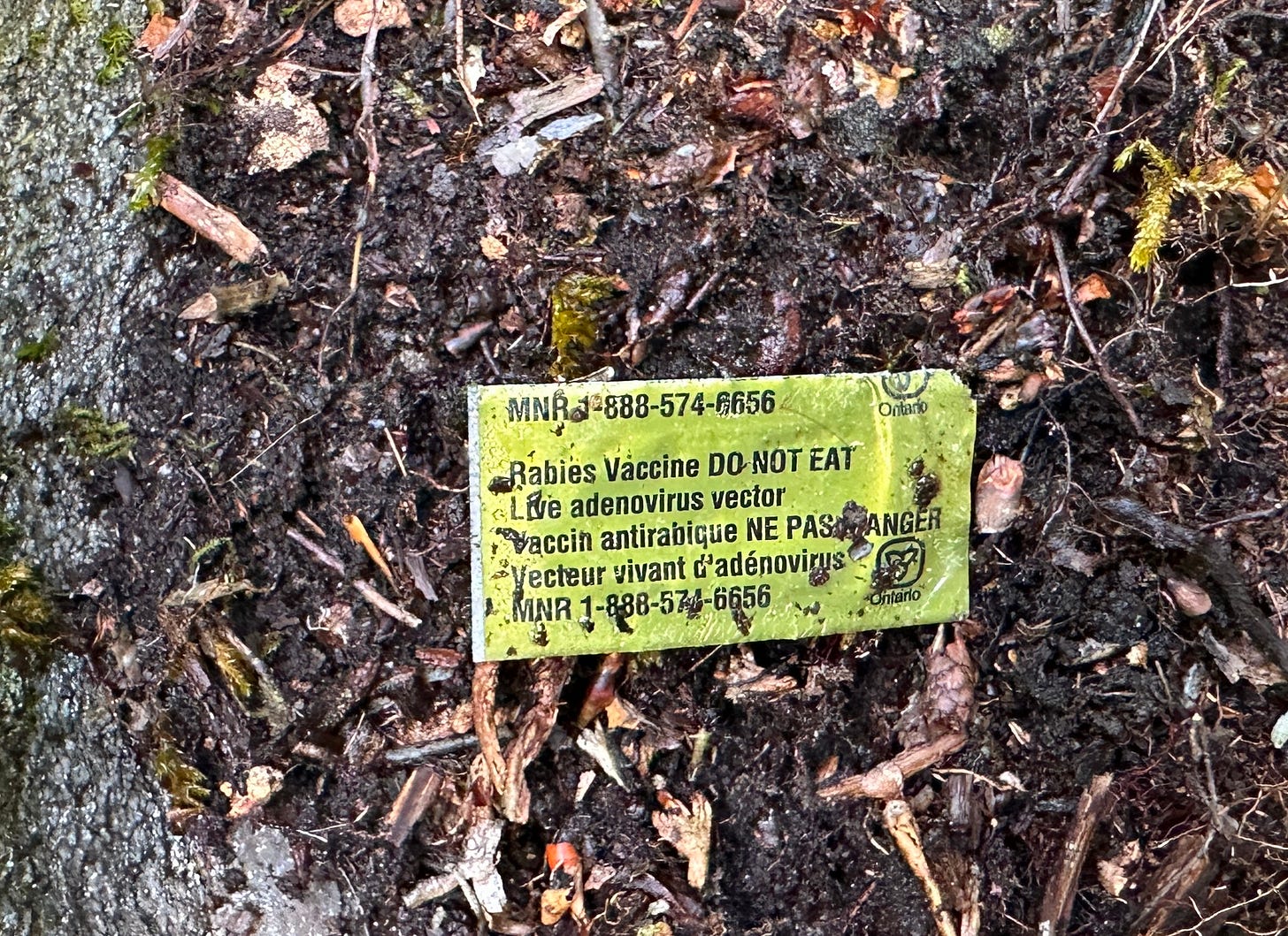 Rabies vaccine packet found in the woods. Rabies vaccine packet found in the woods.