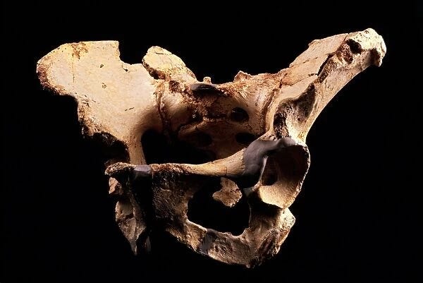 Fossilised pelvis, Sima de los Huesos available as Framed Prints, Photos,  Wall Art and Photo Gifts