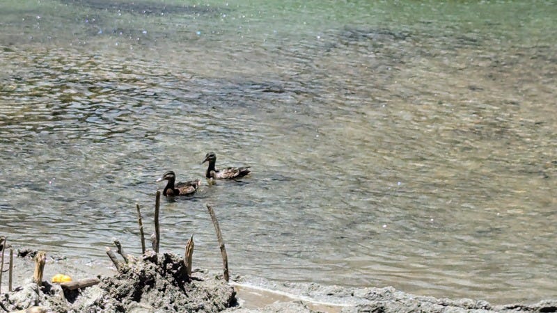 Two brown ducks float together in the river