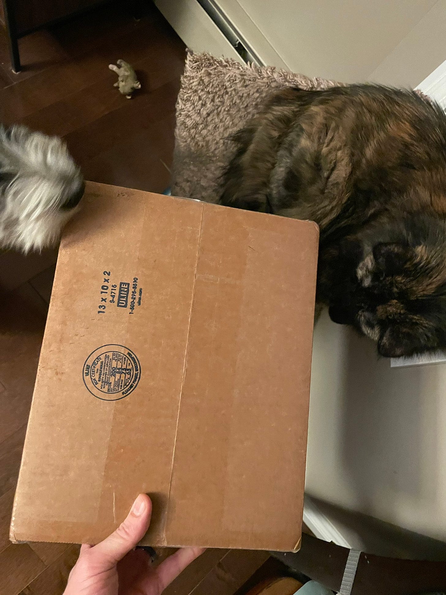 A bernadoodle puppy and a tortoiseshell cat examine a shipping box.
