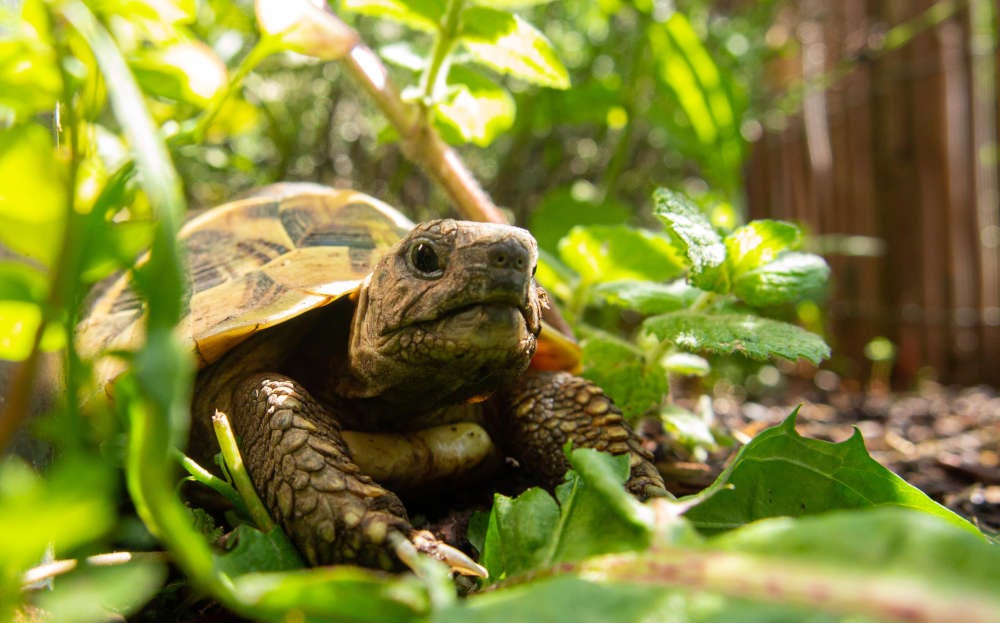 una pequeña tortuga camina entre la vegetación, estos reptiles son mucho más sociables de lo que se pensaba