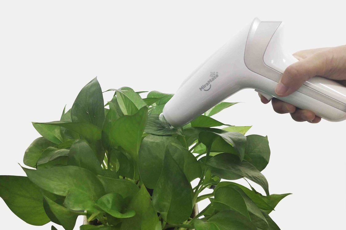 Ray Gun in Action on Disinfection on Surface of Wall, Treating Plants and Skin