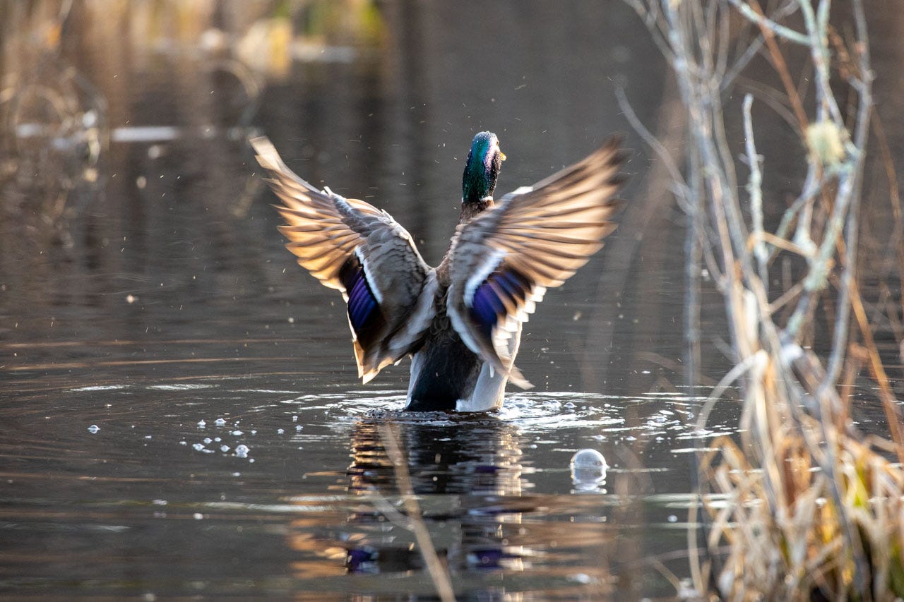 a male mallard stands up in water, dramatically shaking out his wings; the tips of his wings blur with motion, sun shining through the edges. water ripples and bubbles around him. the sun glints off his shiny green head.