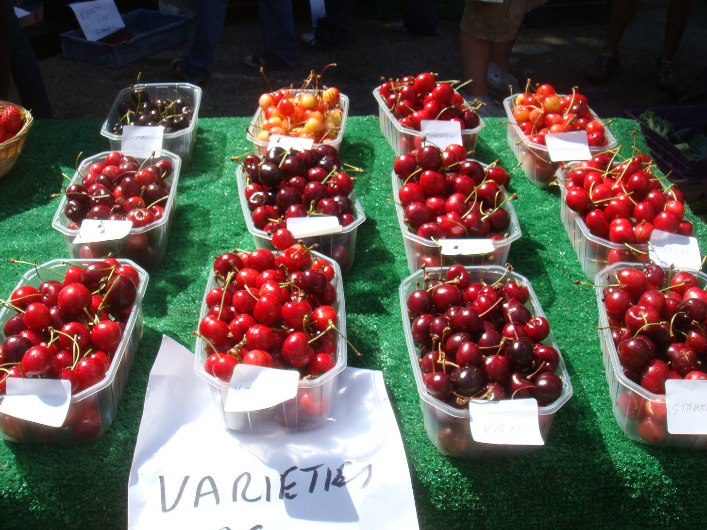 Cherry varieties, Perry Court Farm